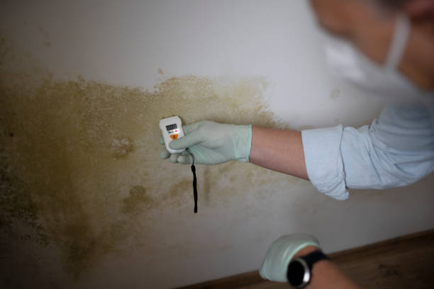Best Attic Mold Removal  in Federalsburg, MD