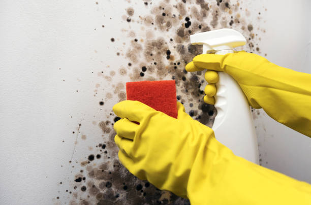 Best Black Mold Removal  in Federalsburg, MD