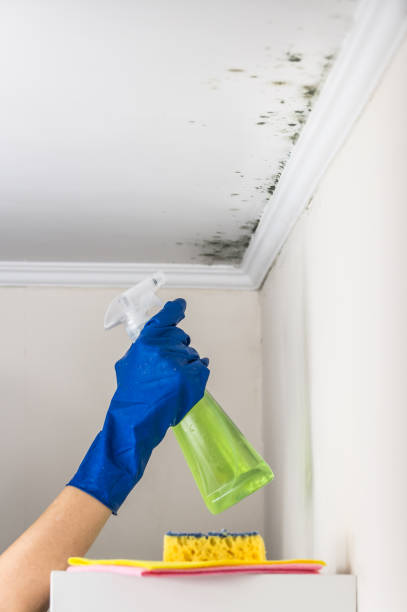 Best Commercial Mold Removal  in Federalsburg, MD